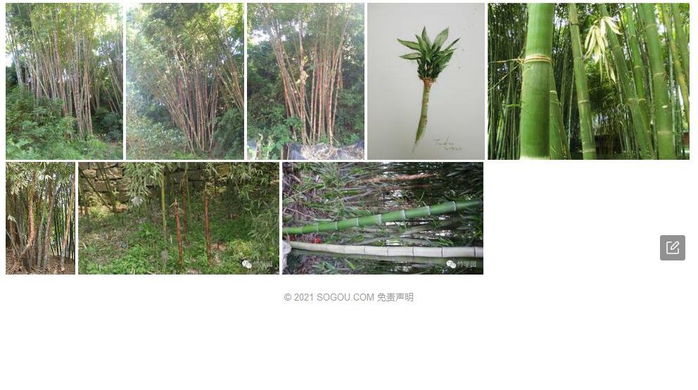 美穗龙竹照片和图片/