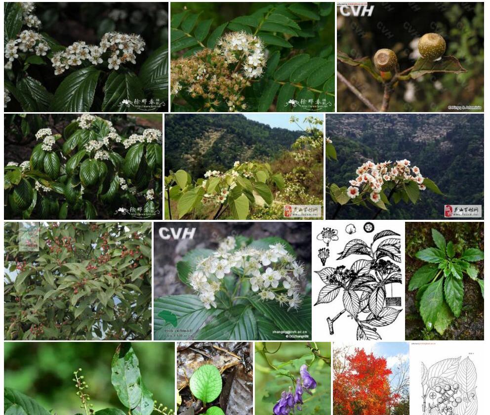 美脉花楸照片和图片/