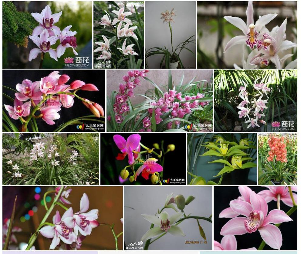 美花兰照片和图片/