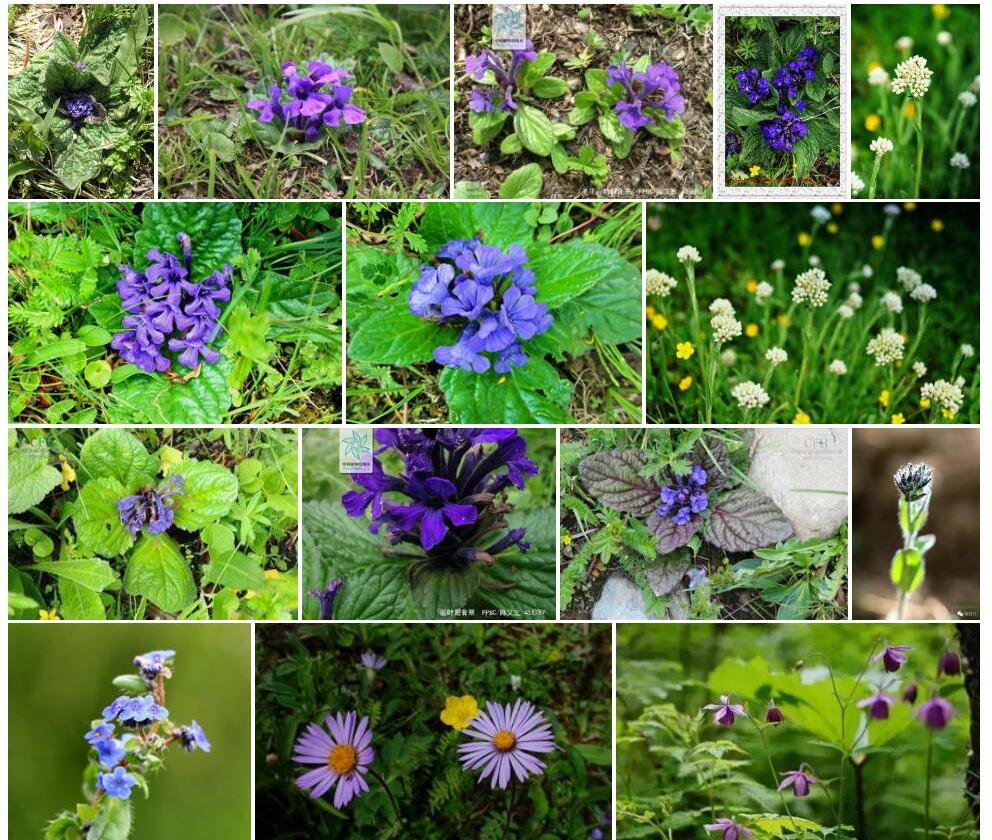 美花圆叶筋骨草照片和图片/