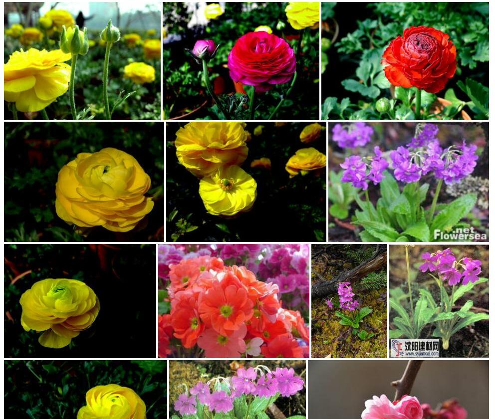 美花报春照片和图片/