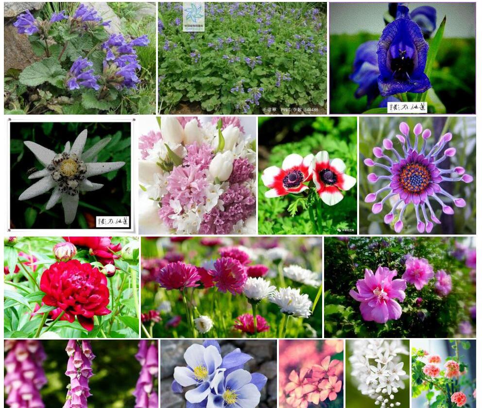 美花毛建草照片和图片/