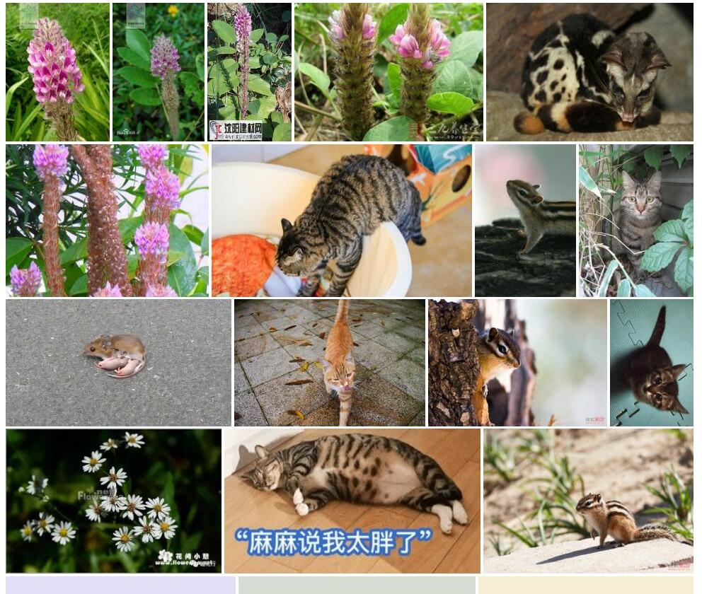 美花狸尾豆照片和图片/