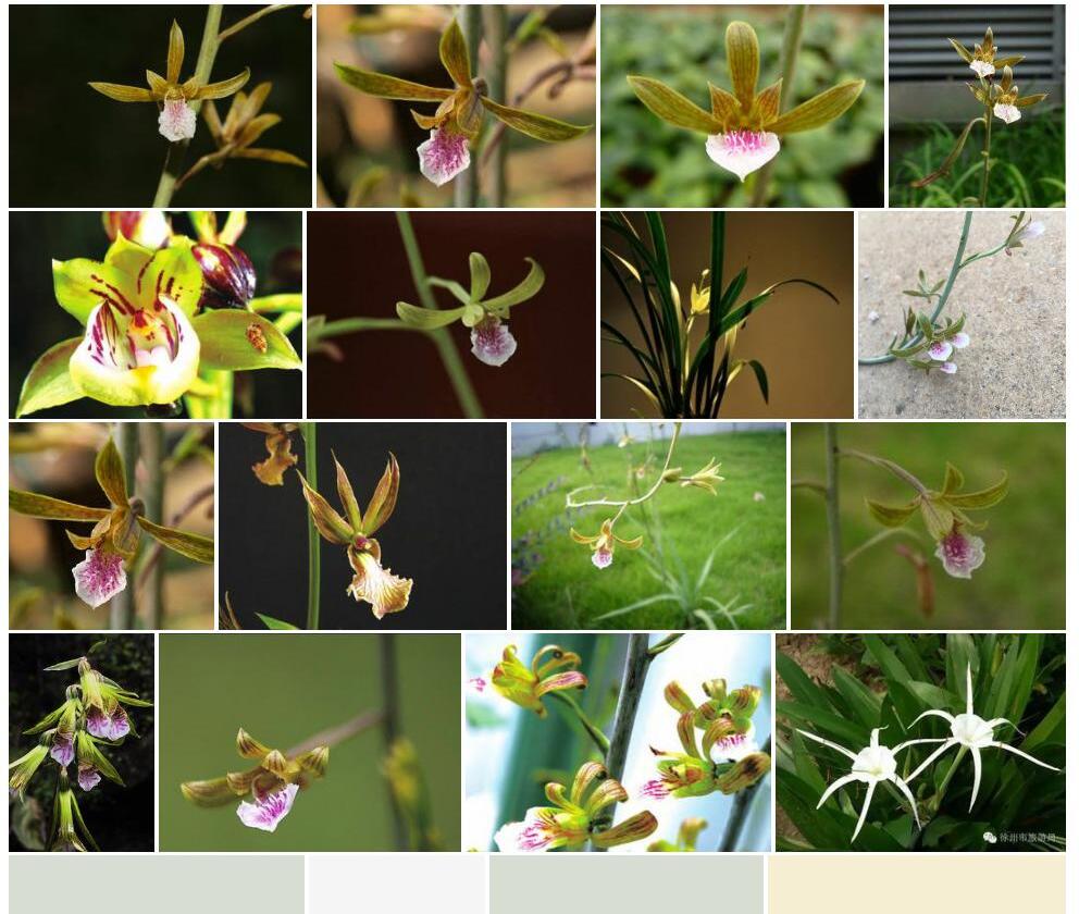 美花美冠兰照片和图片/