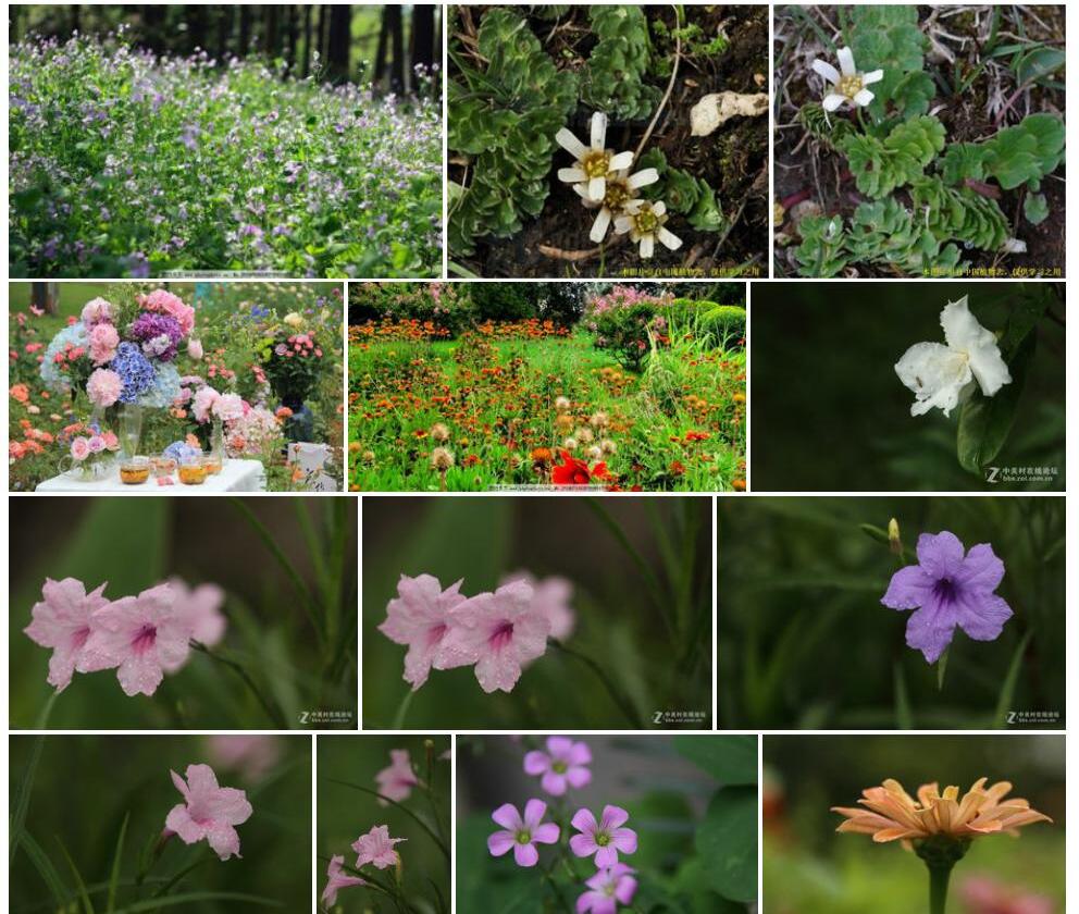 美花草照片和图片/