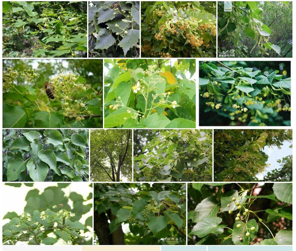 美齿椴照片和图片/