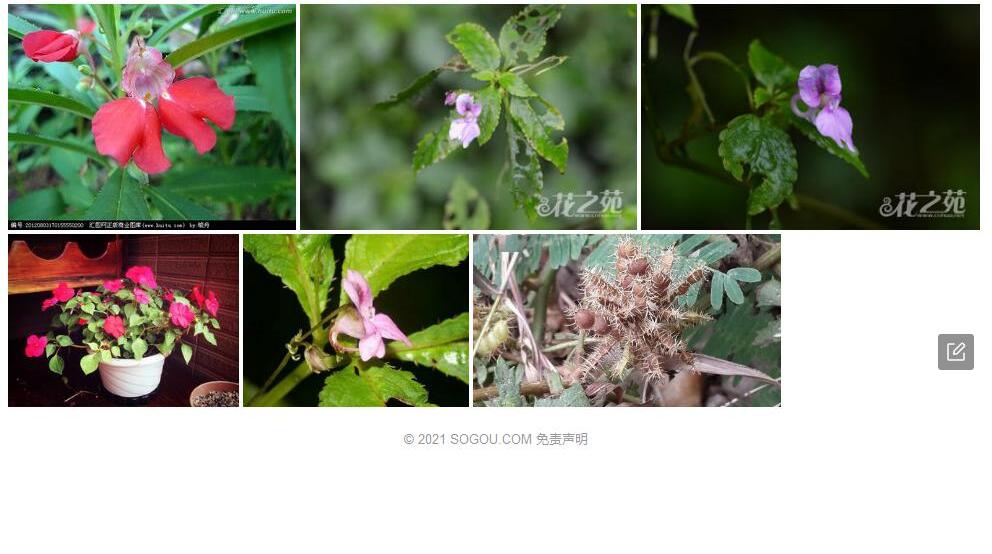 羞怯凤仙花照片和图片/