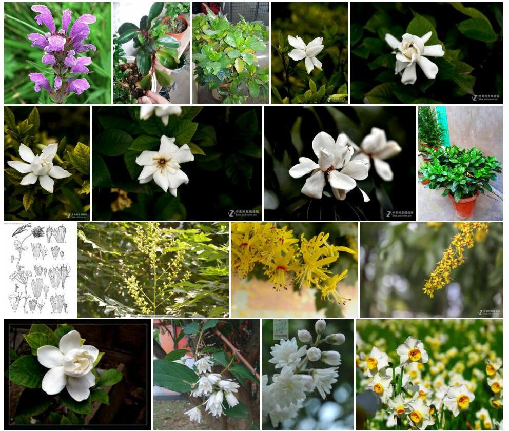 羽叶枝子花照片和图片/