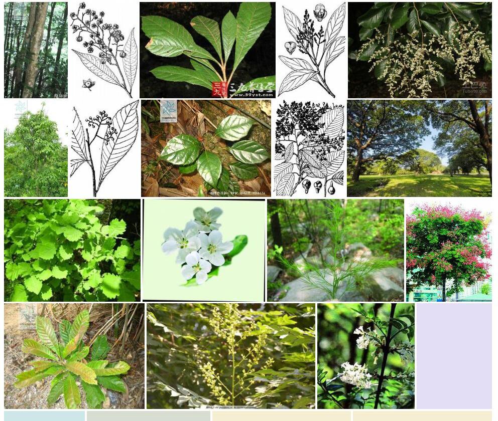 羽叶泡花树照片和图片/