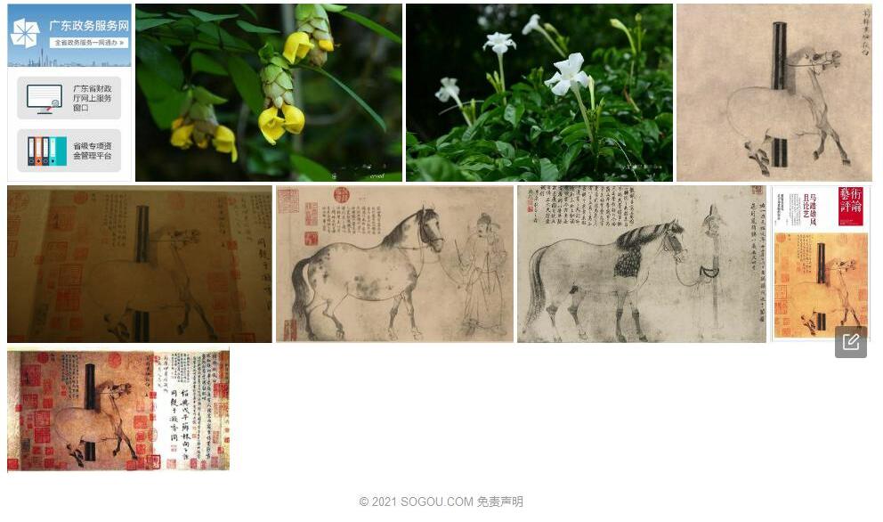羽叶照夜白照片和图片/