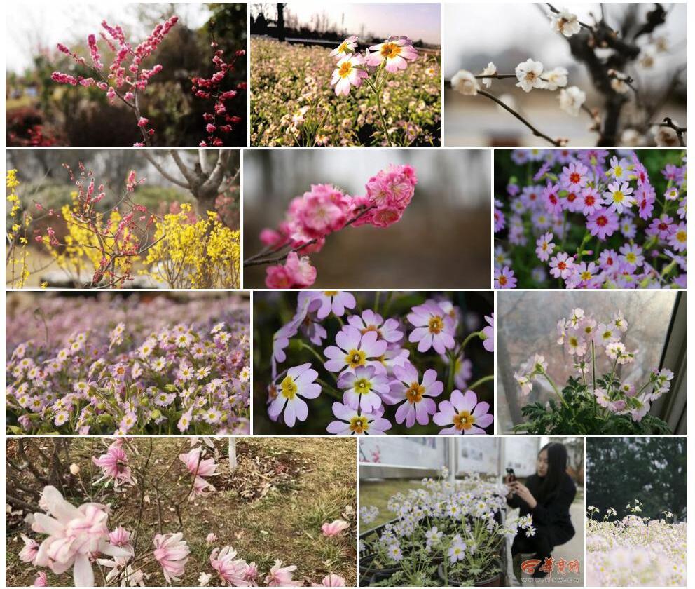 羽叶穗花报春照片和图片/
