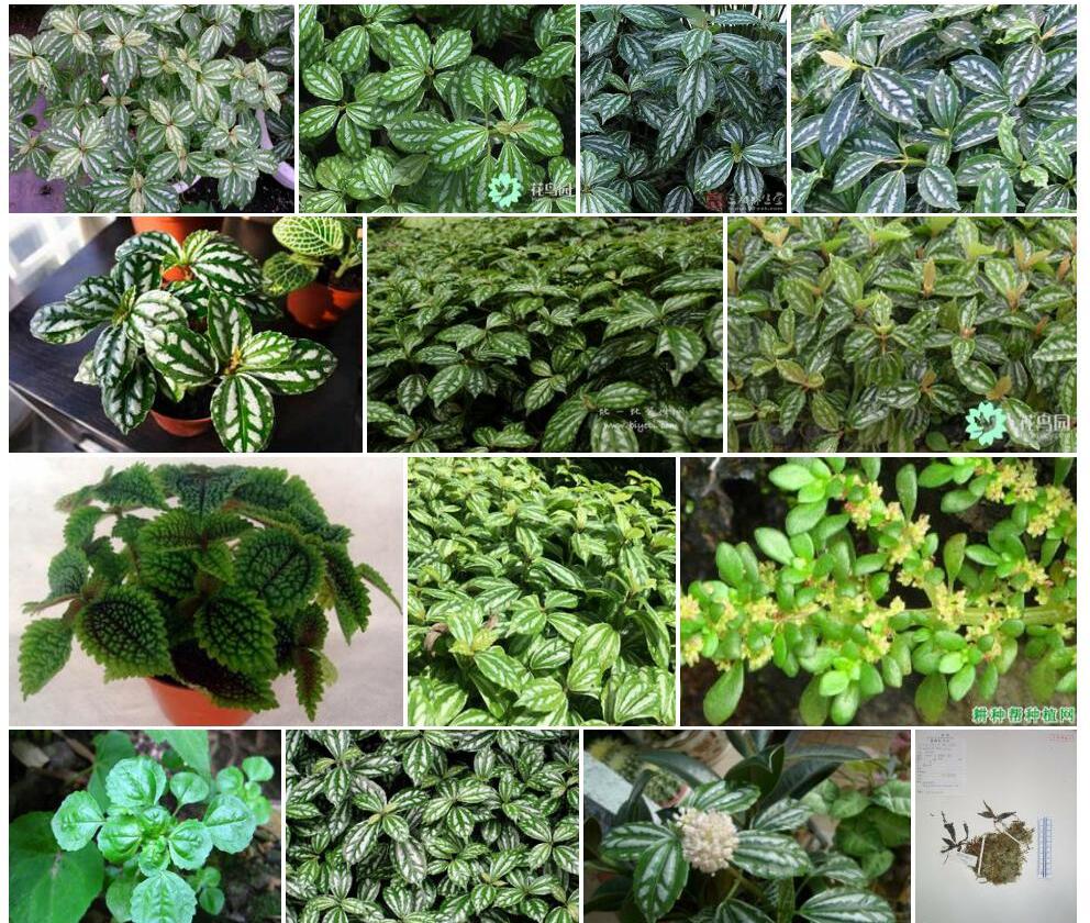 羽脉冷水花照片和图片/