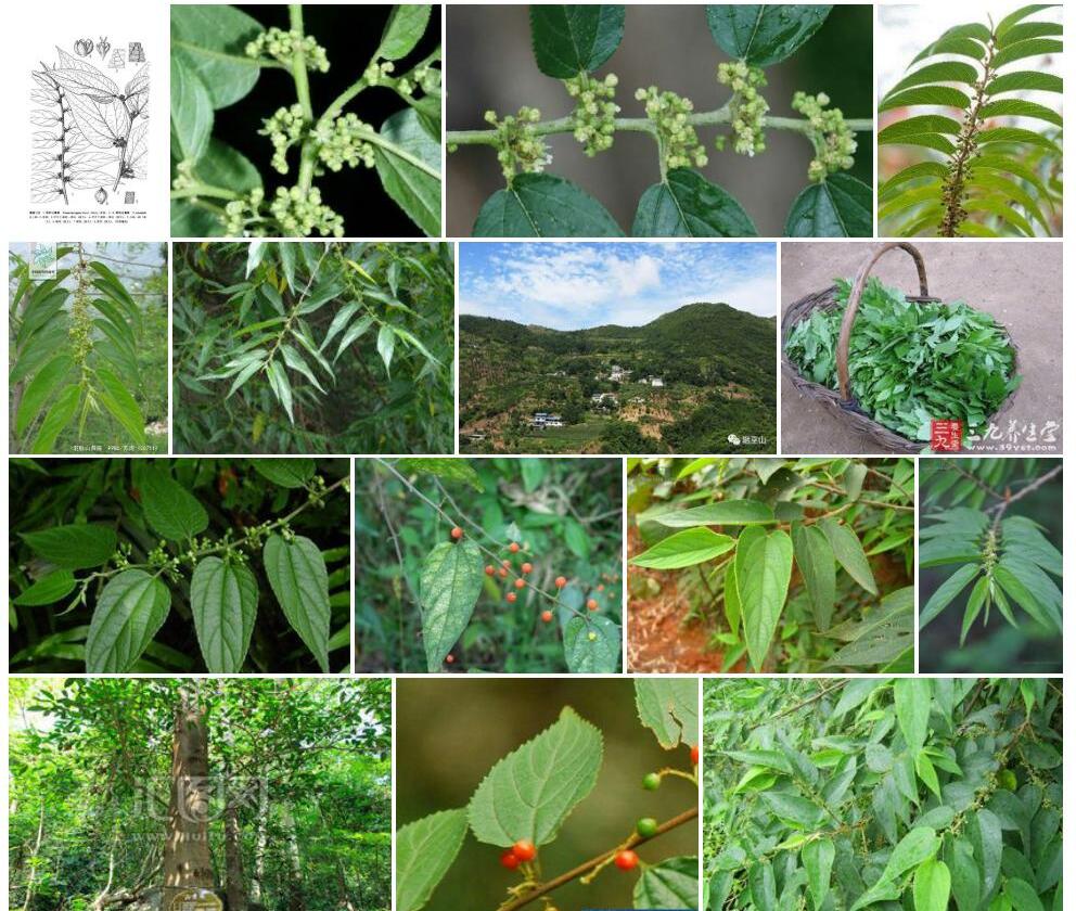 羽脉山黄麻照片和图片/