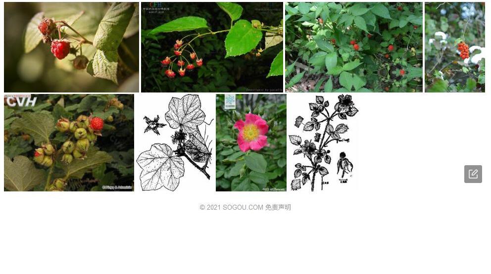 羽萼悬钩子照片和图片/