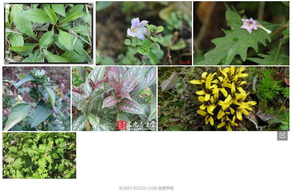 羽裂马蓝照片和图片/