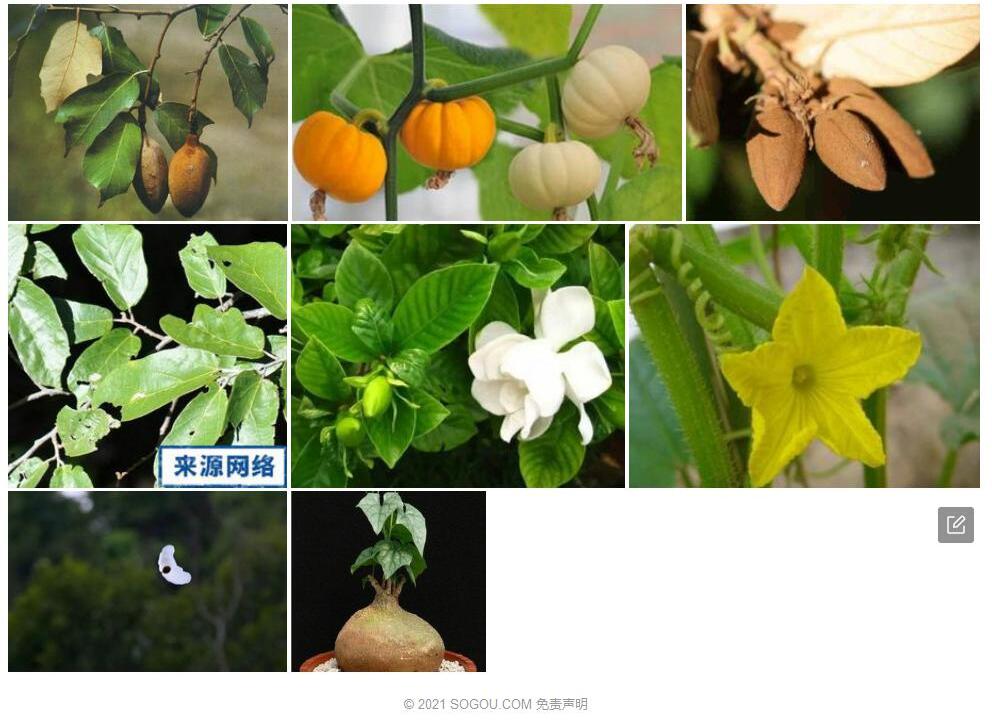 翅子瓜照片和图片/