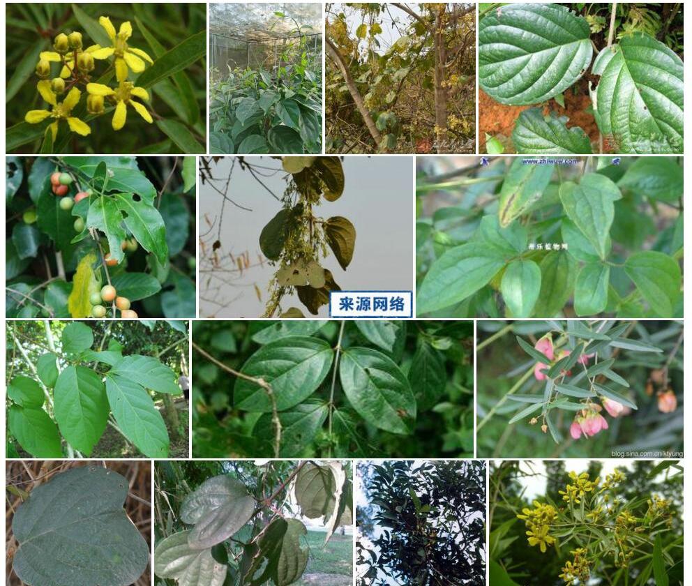 翅实藤照片和图片/