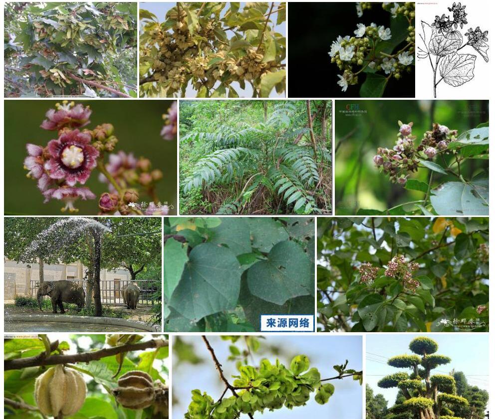 翅果麻照片和图片/