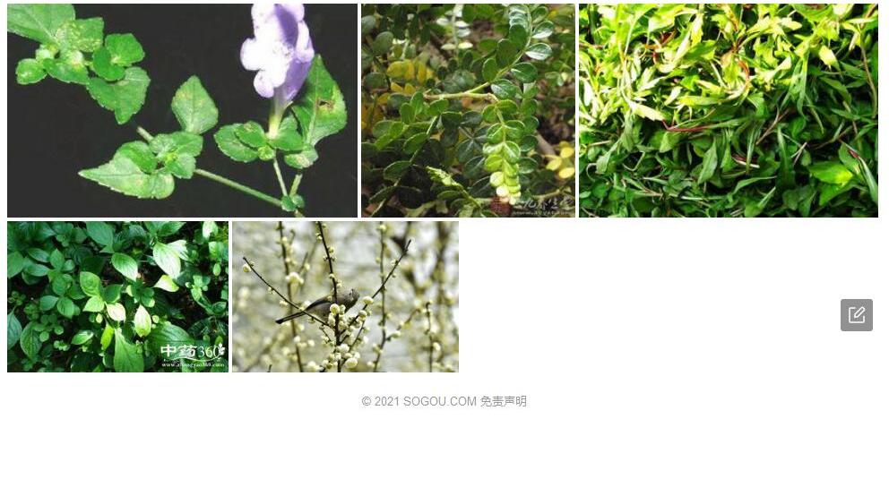 翅枝马蓝照片和图片/