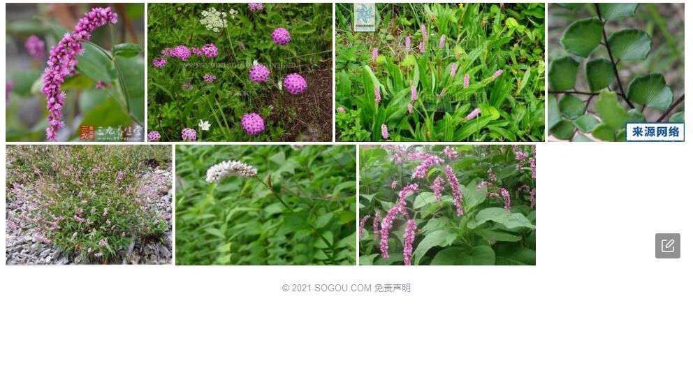 翅柄蓼照片和图片/