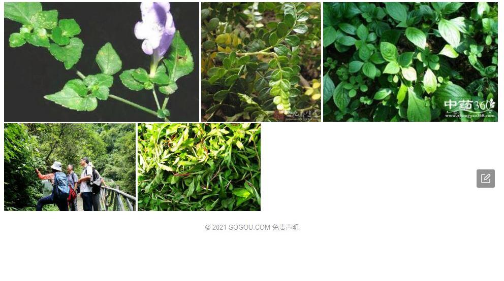 翅柄马蓝照片和图片/