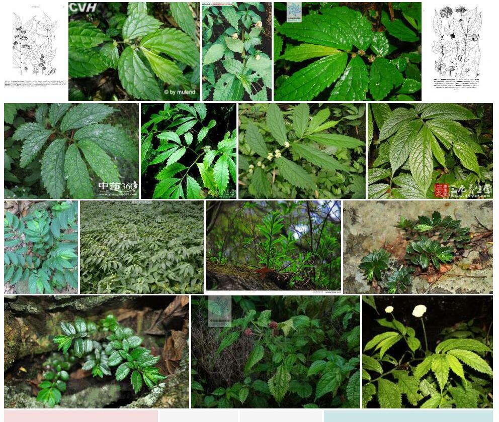 翅棱楼梯草照片和图片/