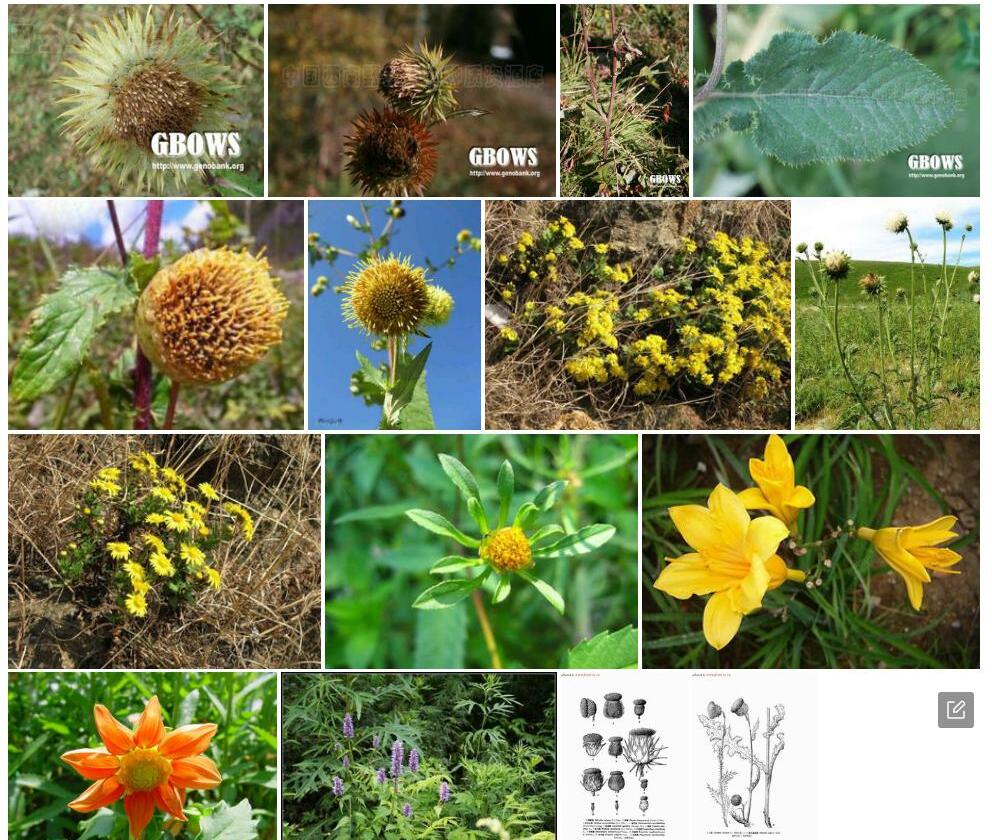翅膜菊照片和图片/