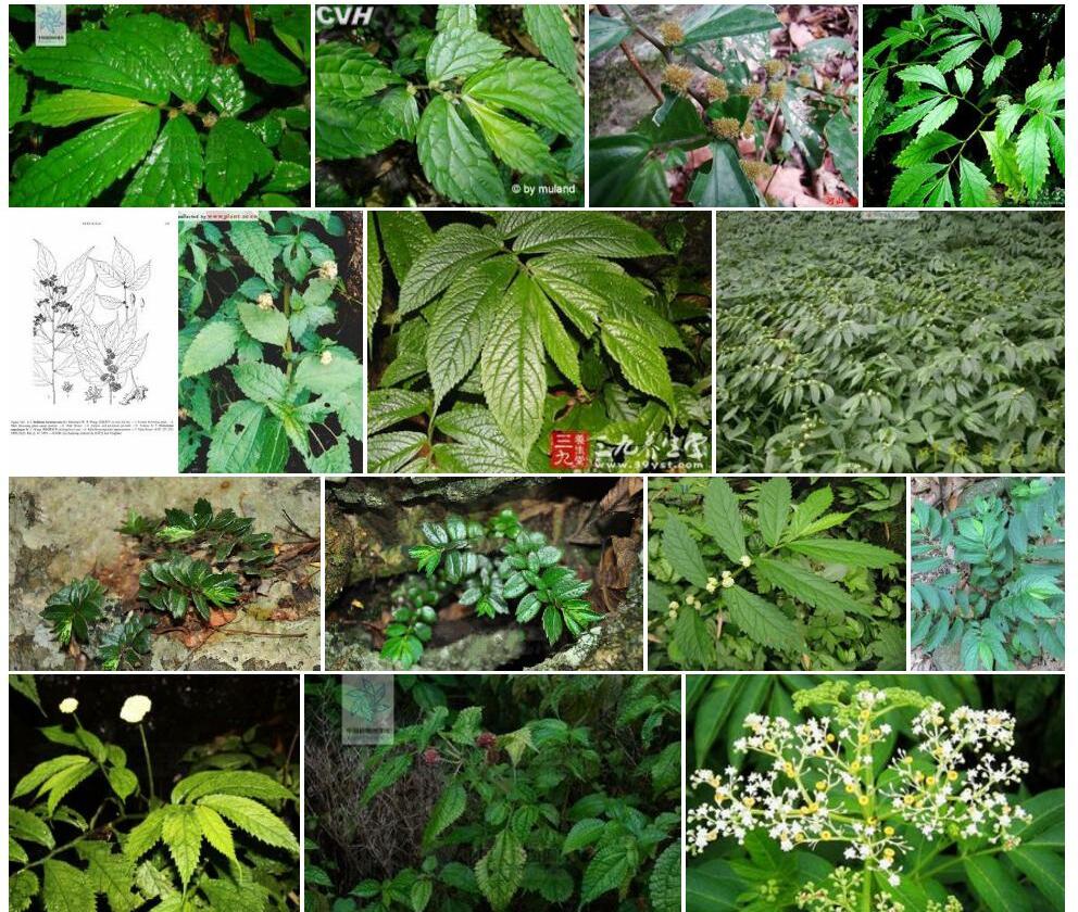 翅苞楼梯草照片和图片/