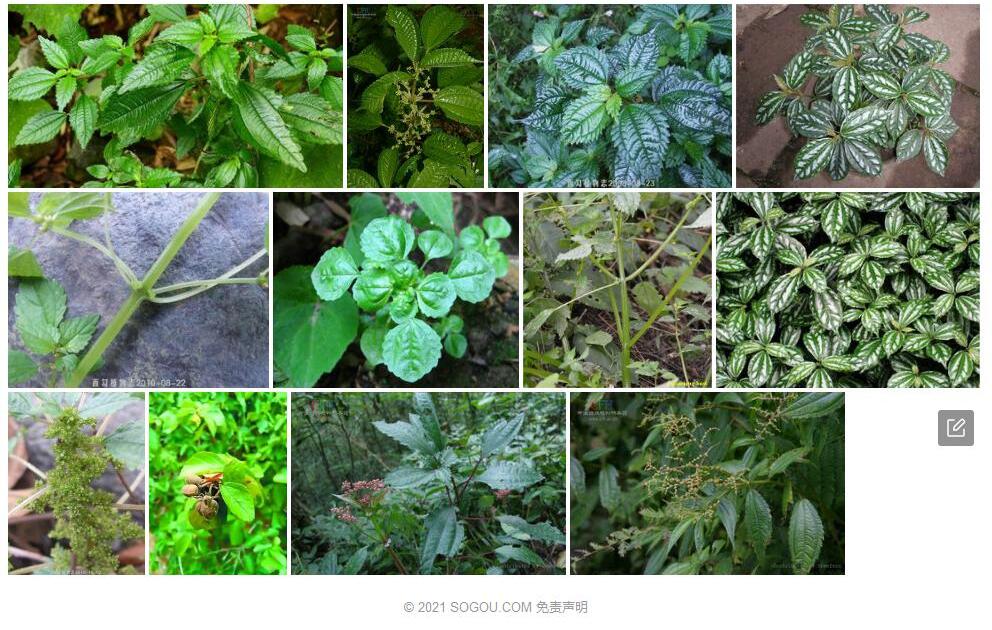 翅茎冷水花照片和图片/