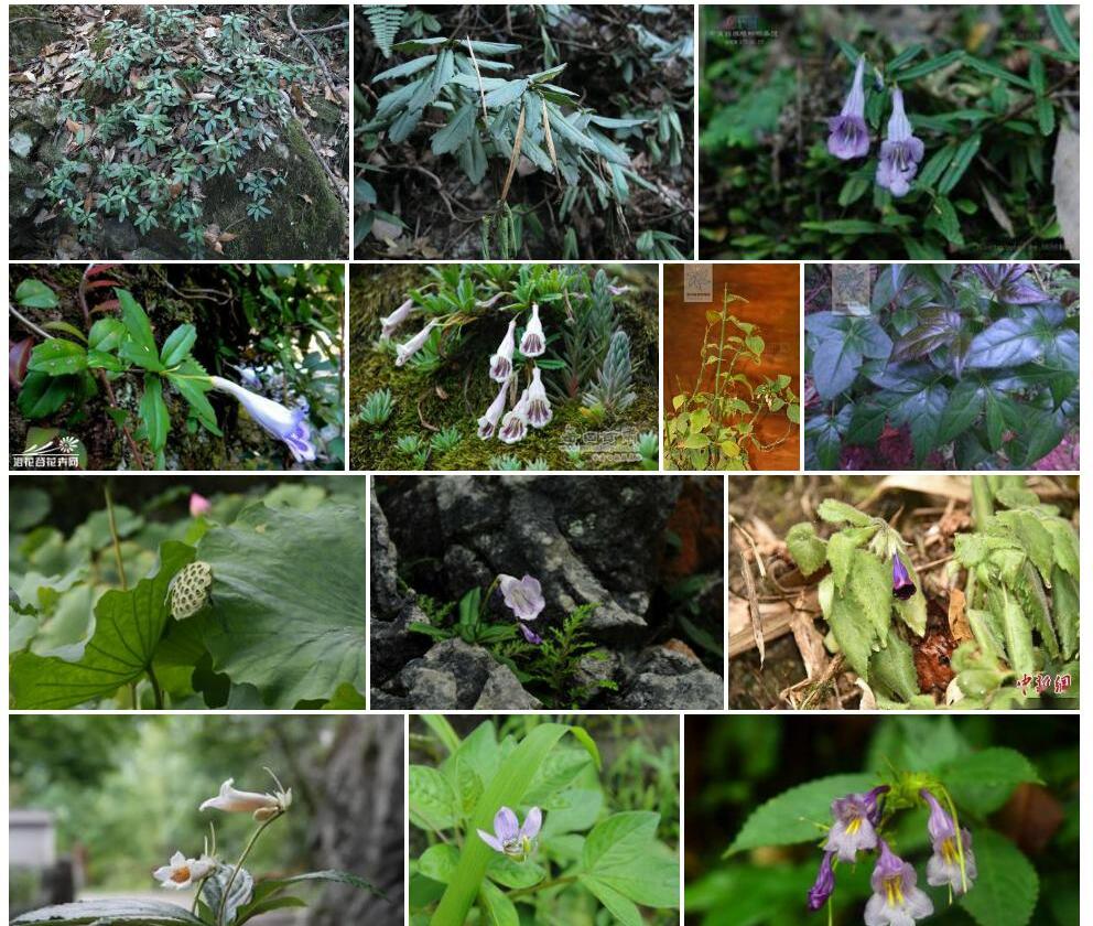 翅茎吊石苣苔照片和图片/
