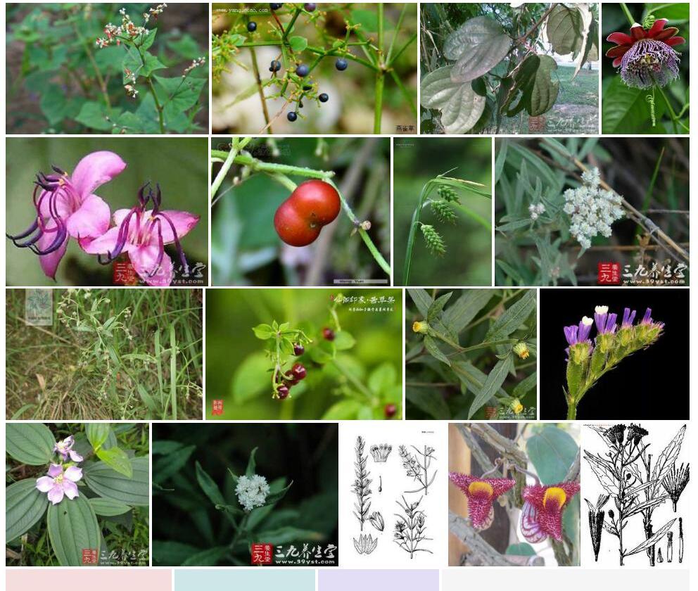 翅茎茜草照片和图片/