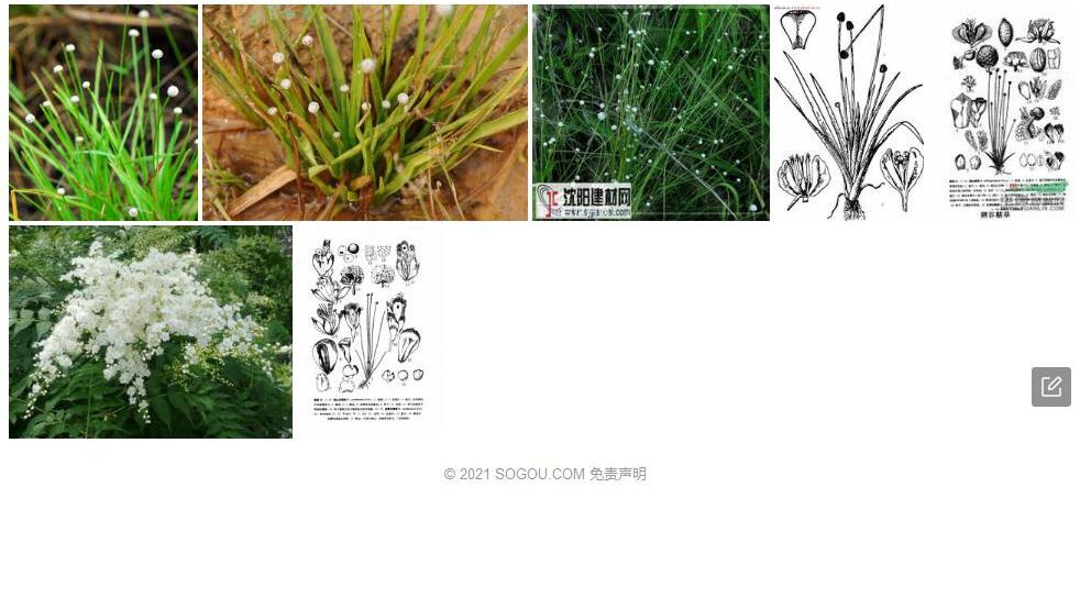 翅谷精草照片和图片/