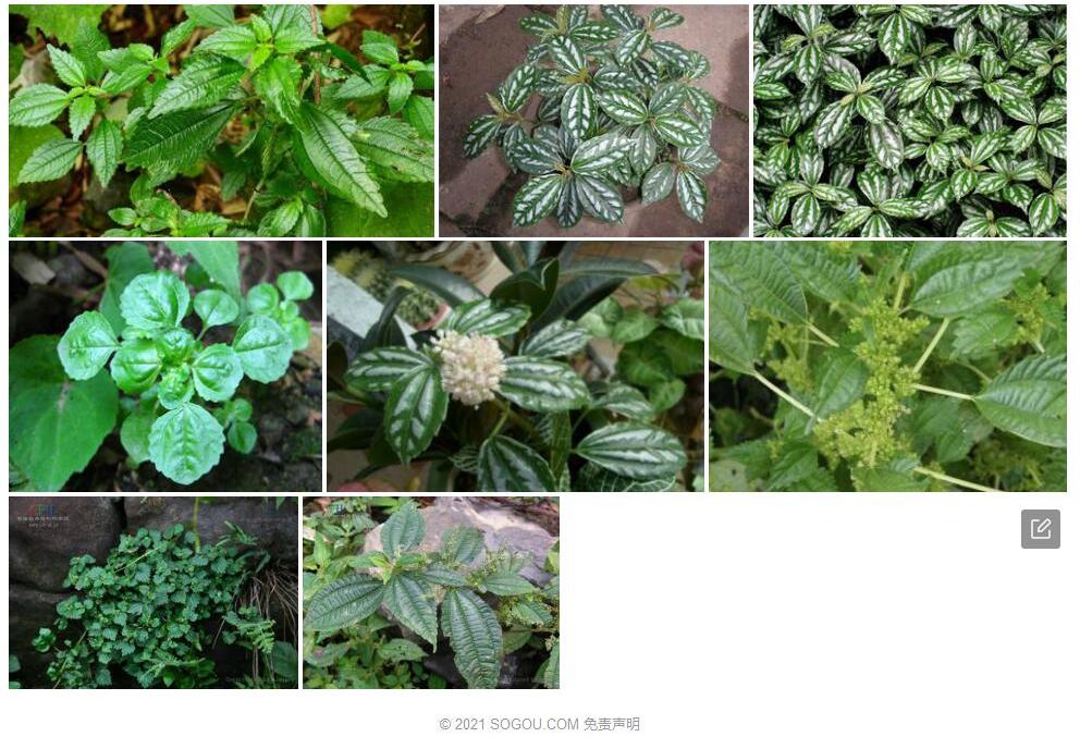 翠茎冷水花照片和图片/