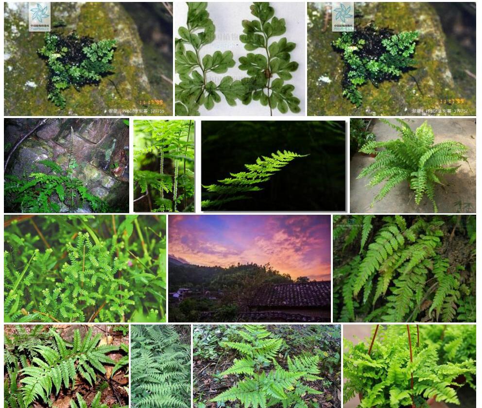 翠蕨照片和图片/