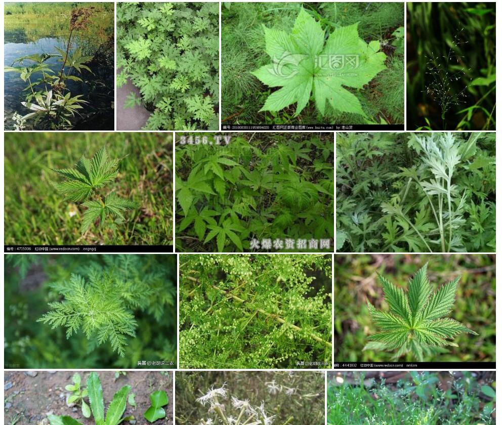 翻白蚊子草照片和图片/