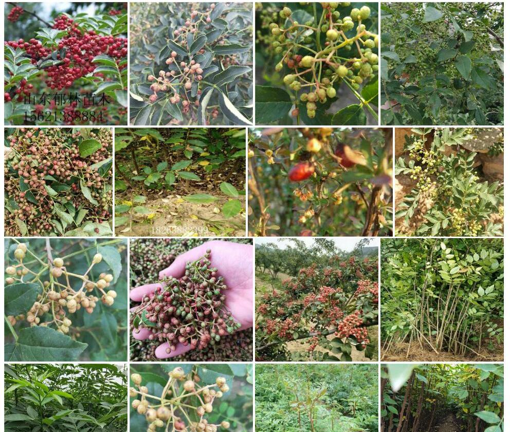 翼刺花椒照片和图片/