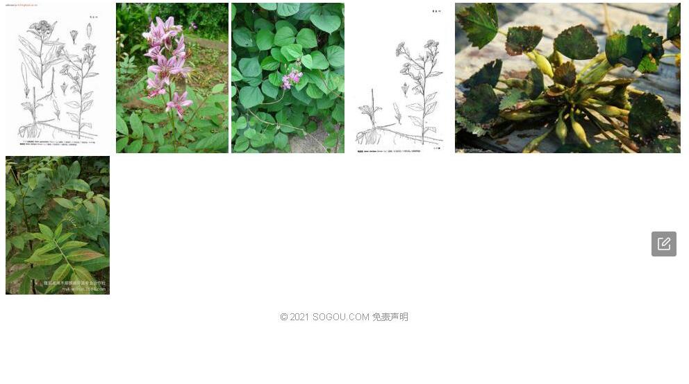 翼柄紫菀照片和图片/