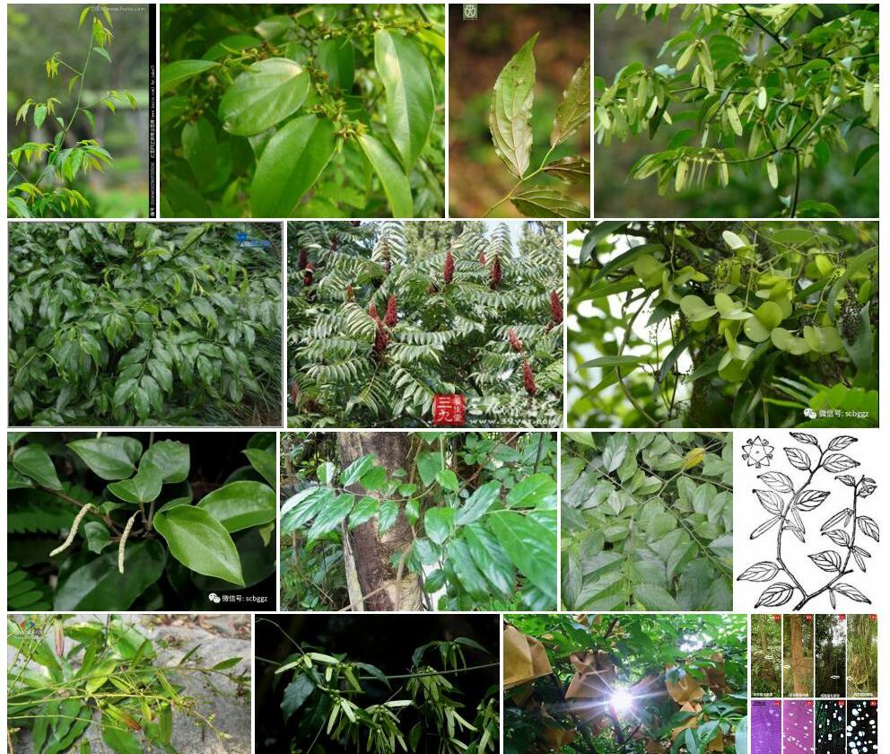 翼核果照片和图片/