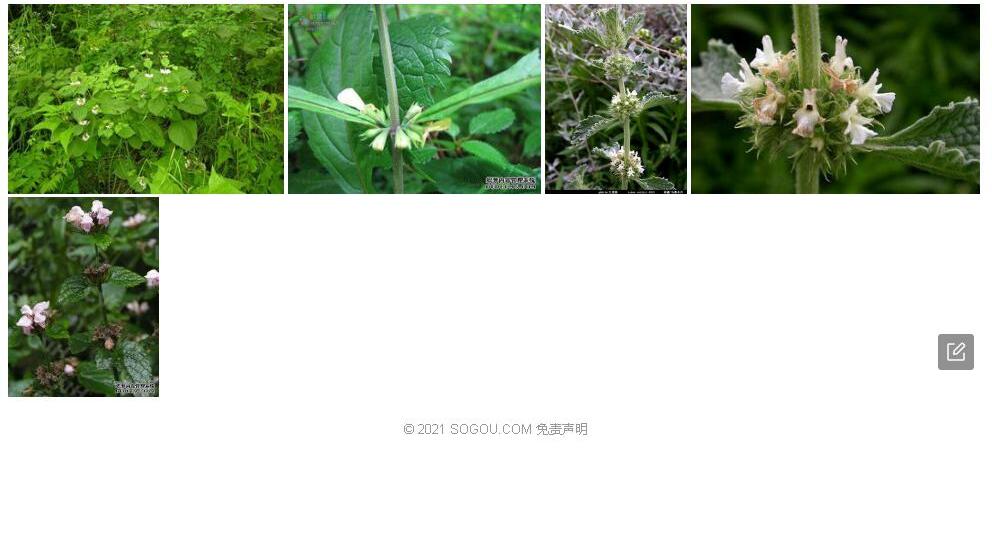 耕地糙苏照片和图片/