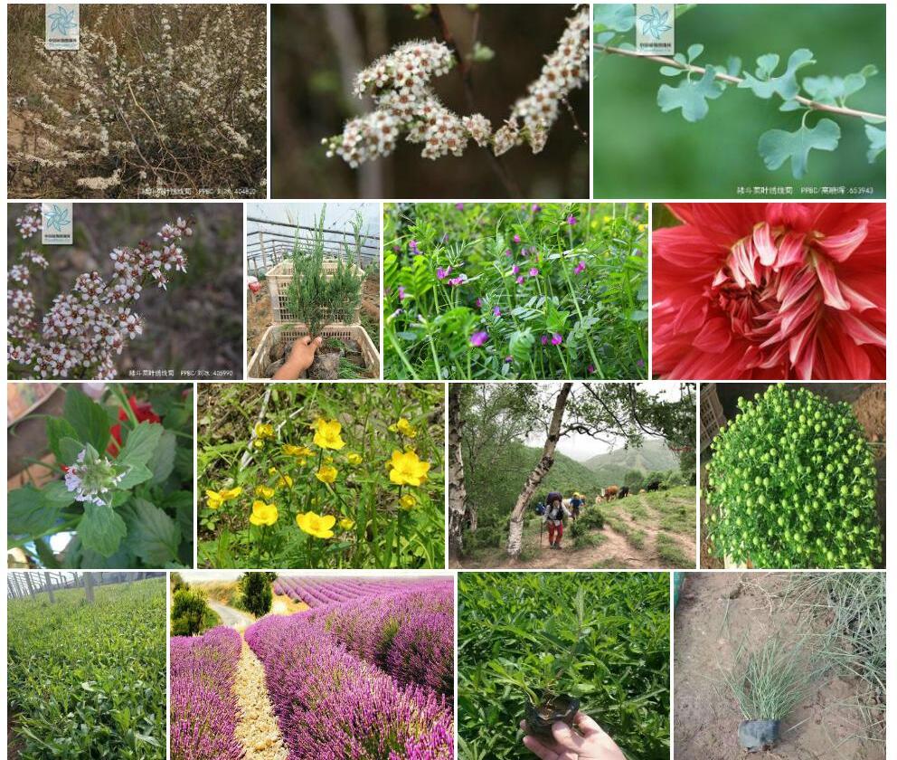 耧斗菜叶绣线菊照片和图片/