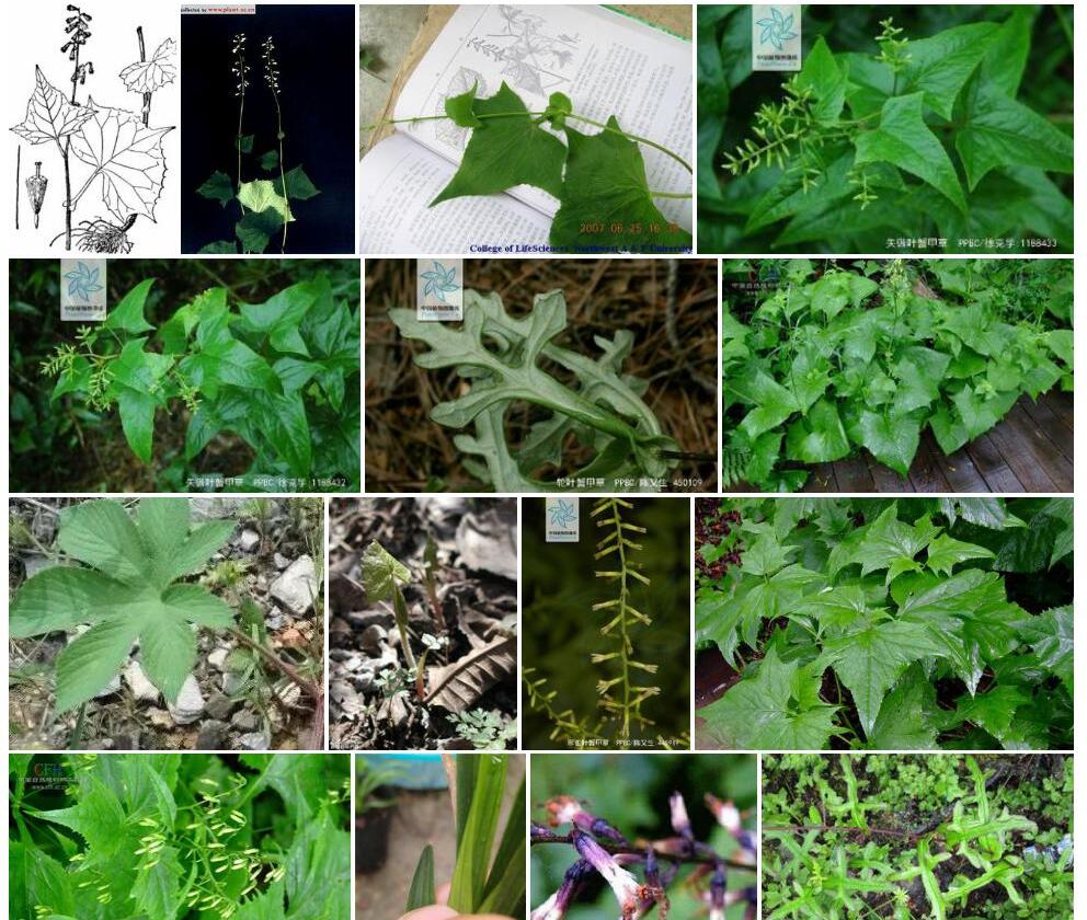 耳叶蟹甲草照片和图片/