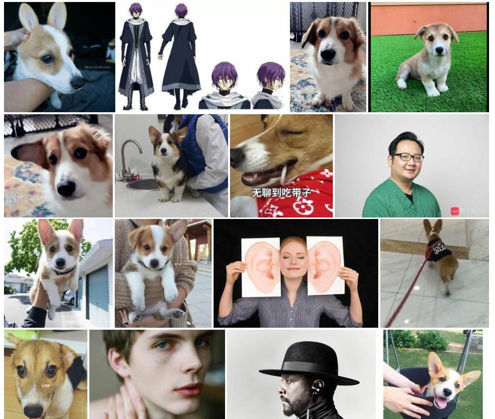 耳基叶杨桐照片和图片/