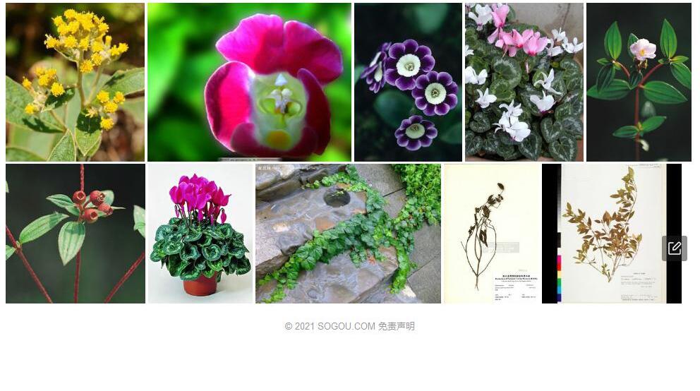 耳药花照片和图片/