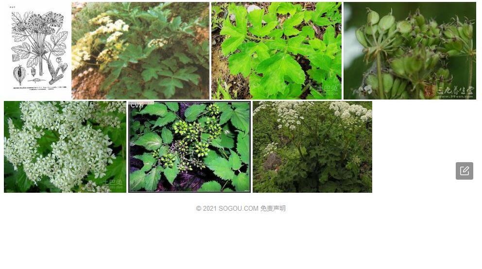 聂拉木独活照片和图片/