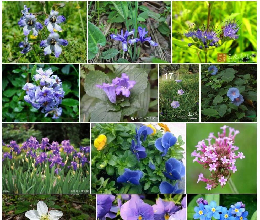 聚伞翠雀花照片和图片/