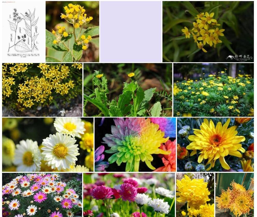 聚花合耳菊照片和图片/