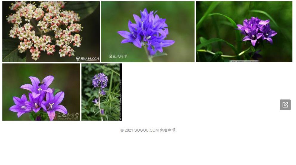 聚花桂照片和图片/