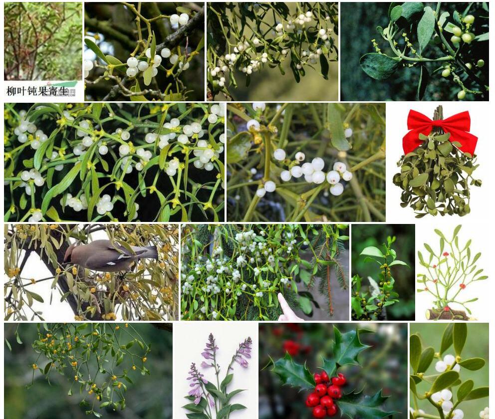 聚花槲寄生照片和图片/