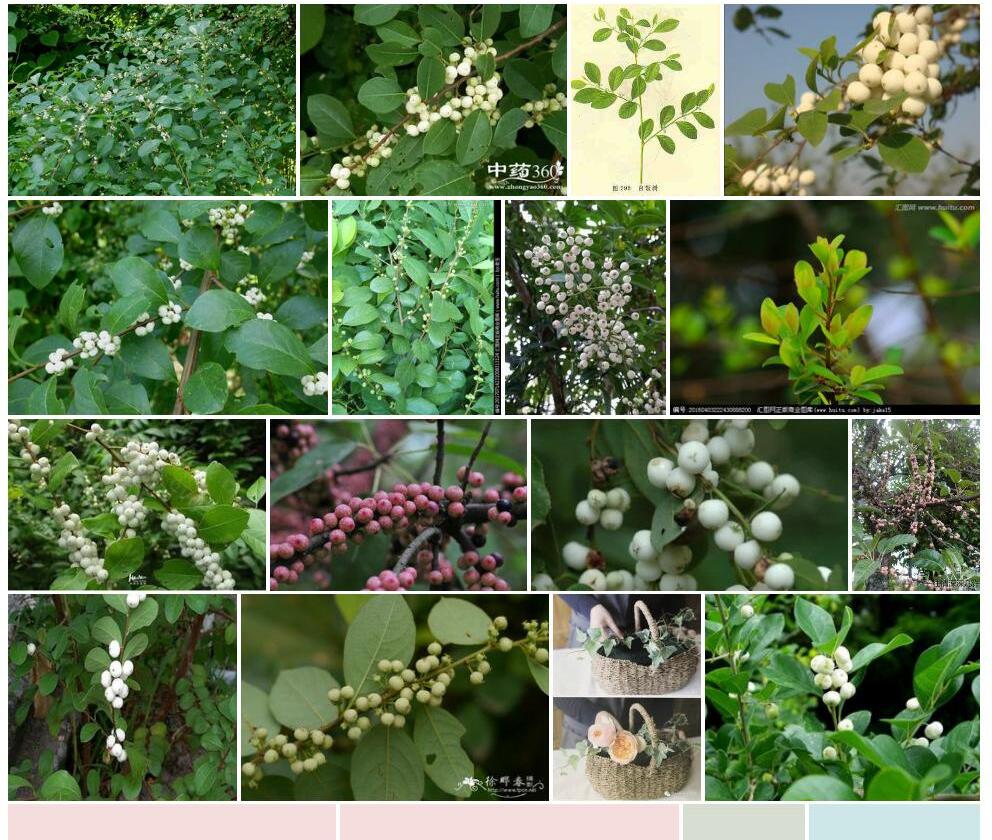 聚花白饭树照片和图片/