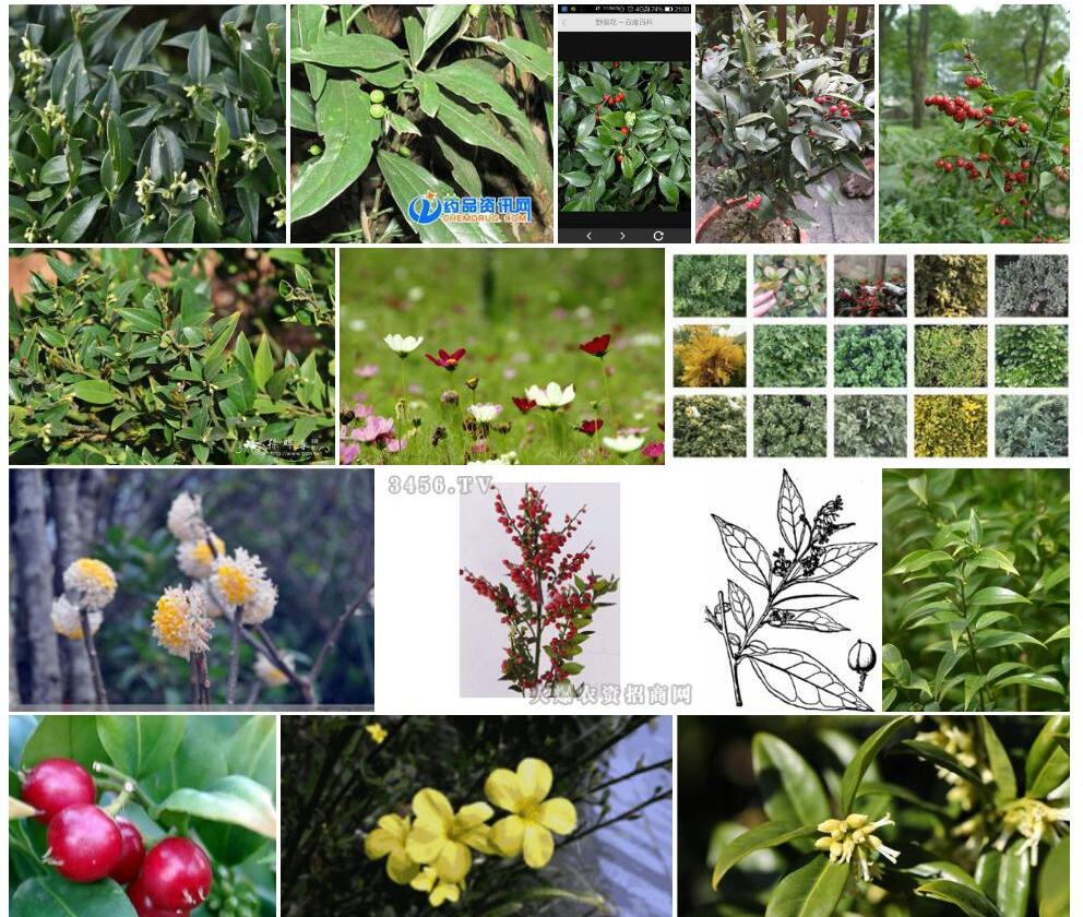聚花野扇花照片和图片/